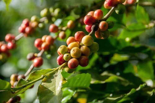 green coffee